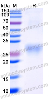 Recombinant Human CD292/BMPR1A Protein, C-His