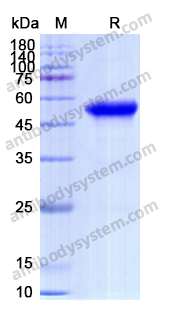 Recombinant Human ACVRL1 Protein, C-Fc