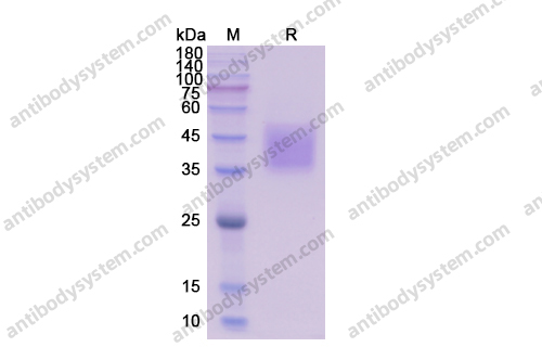 Recombinant Human CD66c/CEACAM6 Protein, C-His