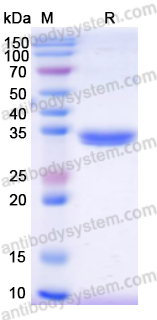 Recombinant Romiplostim Protein, N-Fc