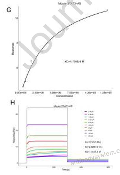 Surface Plasmon Resonance for Recombinant Human STAT3 Protein, C-His ?>