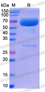 Recombinant Human CD200 Protein, C-Fc