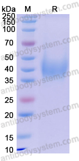 Recombinant Human CD200 Protein, C-His