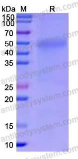 Recombinant Human CD212/IL12RB1 Protein, C-His