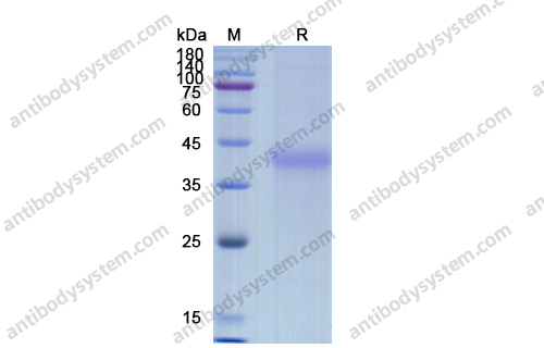 Recombinant Human CD134/TNFRSF4/OX40 Protein, C-His