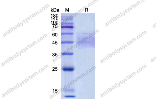 Recombinant Human CD158a/KIR2DL1 Protein, C-His