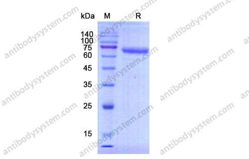 Recombinant Human CD158b2/KIR2DL3 Protein, C-Fc