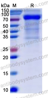 Recombinant Human CD158e/KIR3DL1 Protein, C-Fc