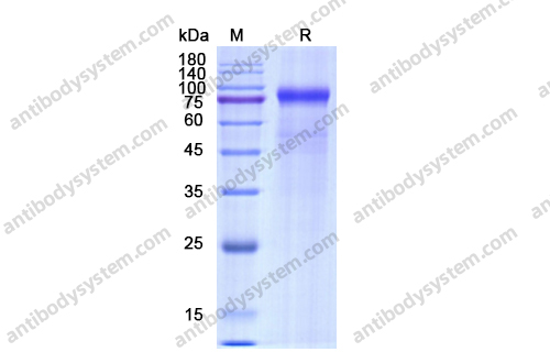 Recombinant Human CD158k/KIR3DL2 Protein, C-Fc