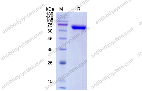 Recombinant Human CD158j/KIR2DS2 Protein, C-Fc