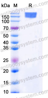 Recombinant Human CD295/LEPR Protein, C-Fc