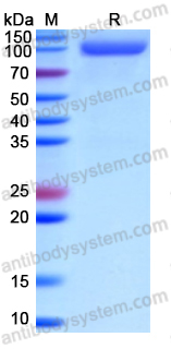 Recombinant Human CD239/BCAM Protein, C-Fc