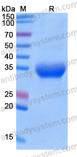 Recombinant Human CD322/JAM2 Protein, C-His