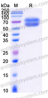 Recombinant Human CD322/JAM2 Protein, C-Fc