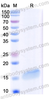 Recombinant Human DEFA1 Protein, C-His