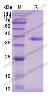 Recombinant Human MUC5AC Protein, C-Fc