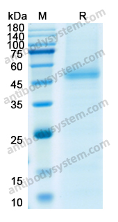 Recombinant Human CD125/IL5RA Protein, C-His