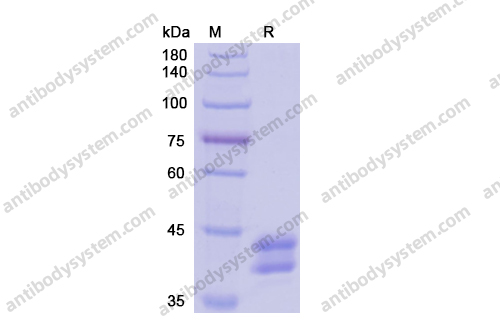 Recombinant Human CD269/TNFRSF17 Protein, C-Fc