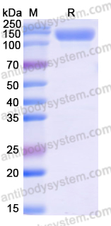 Recombinant Human CD202b/TEK Protein, C-His