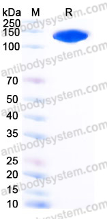 Recombinant Human CD202b/TEK/TIE-2 Protein, C-Fc