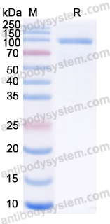 Recombinant Human FOLH1/PSMA Protein, N-Strep