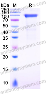 Recombinant Human GRIN1/NMDAR1 Protein, C-Fc