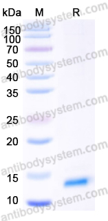 Recombinant Human TFF3 Protein, C-His