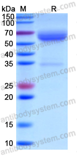 Recombinant Human CD300c Protein, C-Fc