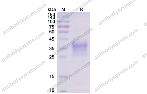 Recombinant Human CD47/MER6 Protein, C-His