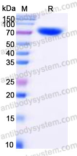 Recombinant Human CD157/BST1 Protein, C-Fc