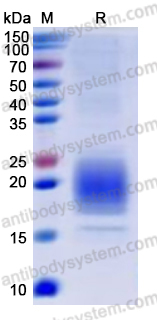 Recombinant Human CD317/BST2 Protein, C-His