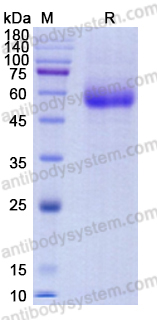 Recombinant Human CD161/KLRB1 Protein, N-Fc