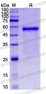 Recombinant Human NOG/Noggin Protein, C-Fc