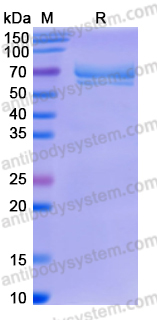 Recombinant Human CD215/IL15RA Protein, C-Fc