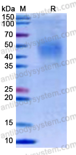 Recombinant Human CD150/SLAMF1 Protein, C-His