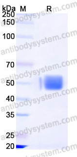 Recombinant Human CD150/SLAMF1 Protein, C-His