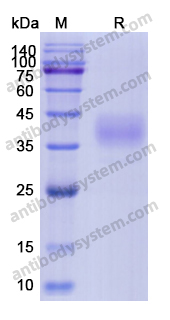 Recombinant Human MSLN Protein, C-His