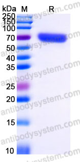 SDS PAGE for Recombinant Human MSLN/Mesothelin Protein, C-Fc ?>