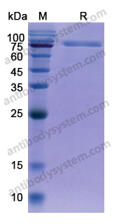 Recombinant Human MADCAM1 Protein, C-Fc