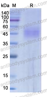 Recombinant Human CDw210a/IL10RA Protein, C-His