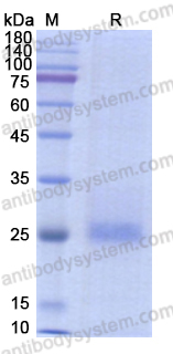 Recombinant Human CEACAM7 Protein, C-His