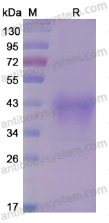 Recombinant Human CD279/PDCD1/PD1 Protein, C-His