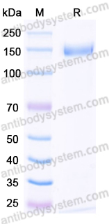 Recombinant Human ERBB4/Her4 Protein, N-Fc