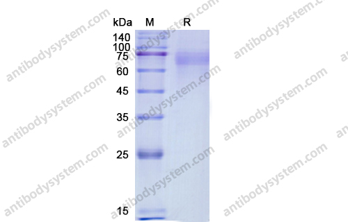 Recombinant Human CD276 Protein, C-His