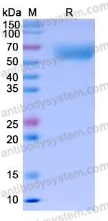 Recombinant Human CD85b/LILRA6 Protein, C-His