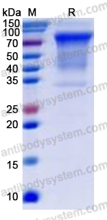 Recombinant Human CD300g/CD300LG Protein, C-Fc