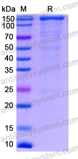 Recombinant Human CD109 Protein, C-His