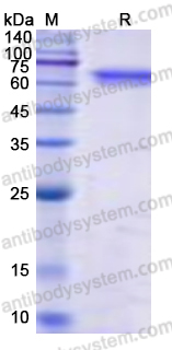 Recombinant Human CD301/CLEC10A Protein, N-Fc