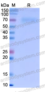 Recombinant Human CD85h/LILRA2 Protein, C-His