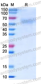 Recombinant Human CD85e/LILRA3 Protein, C-His